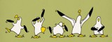Dancing Albatrosses
