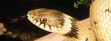 Grass snake, juvenile