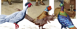 Pheasants and artisans
